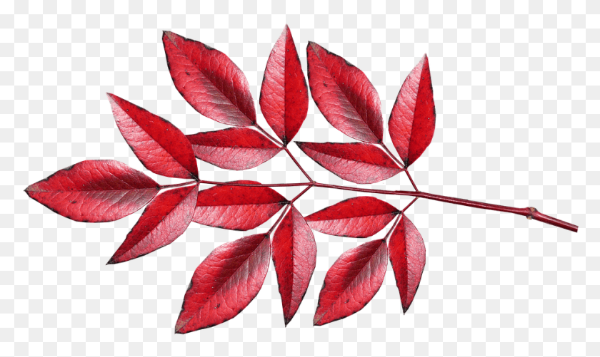 951x538 Leaves Bamboo Red Autumn Fall Colourful Silver Maple, Leaf, Plant, Veins HD PNG Download