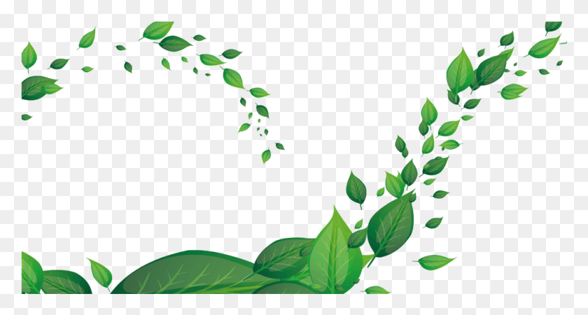 1001x501 Листья, Дующие На Ветру, Зеленые Листья, Дующие На Ветру, Лист, Растение, Комнатное Растение Hd Png Скачать
