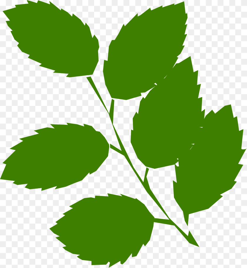 1771x1920 Leaves Clipart, Herbal, Herbs, Leaf, Plant PNG