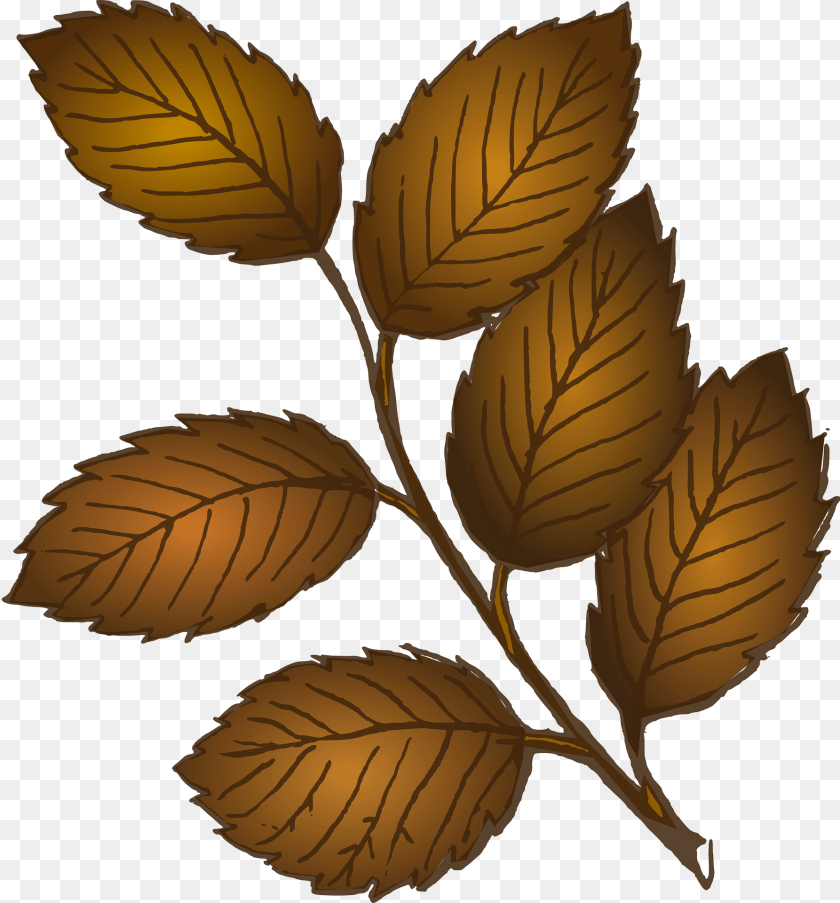 1786x1920 Leaves Clipart, Leaf, Plant PNG