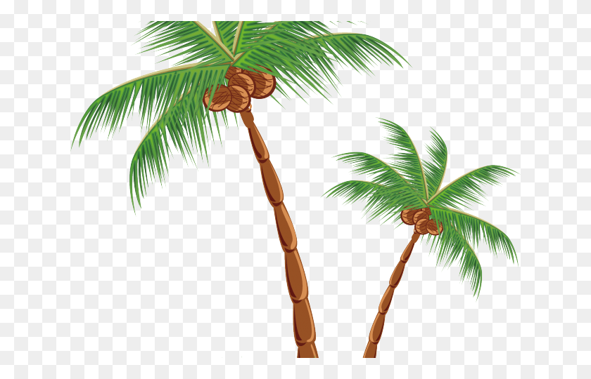 640x480 Leaves Clipart Coconut Tree Cocanut Tree, Plant, Palm Tree, Arecaceae HD PNG Download