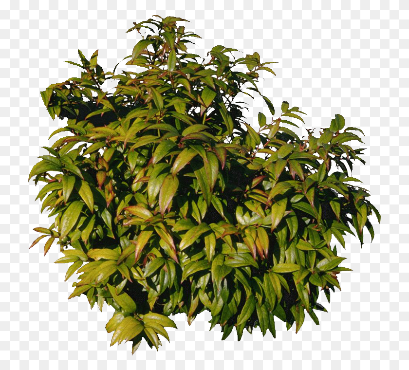 725x700 Hojas Png / Mango Árbol Plano Árbol Familia, Planta, Hoja, Acanthaceae Hd Png