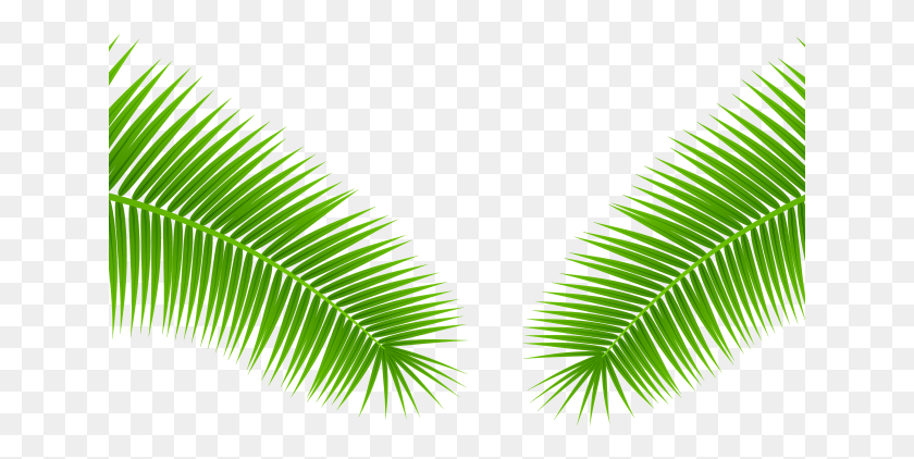 641x362 Leaves Clipart Palm Roystonea, Green, Vegetation, Plant HD PNG Download