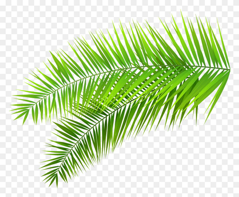 5943x4824 Leaves Clipart Transparent Palm Leaves HD PNG Download
