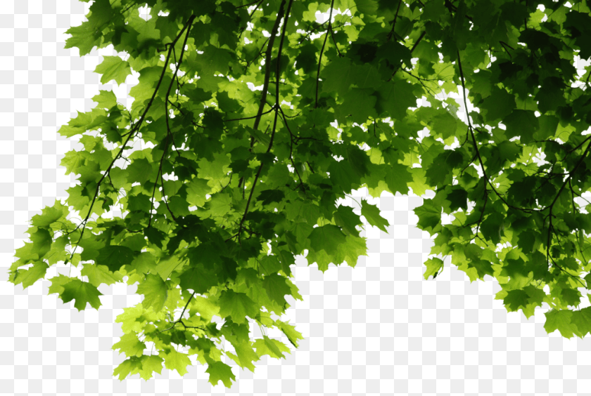 1023x687 Leaves Corner, Green, Leaf, Maple, Oak Transparent PNG