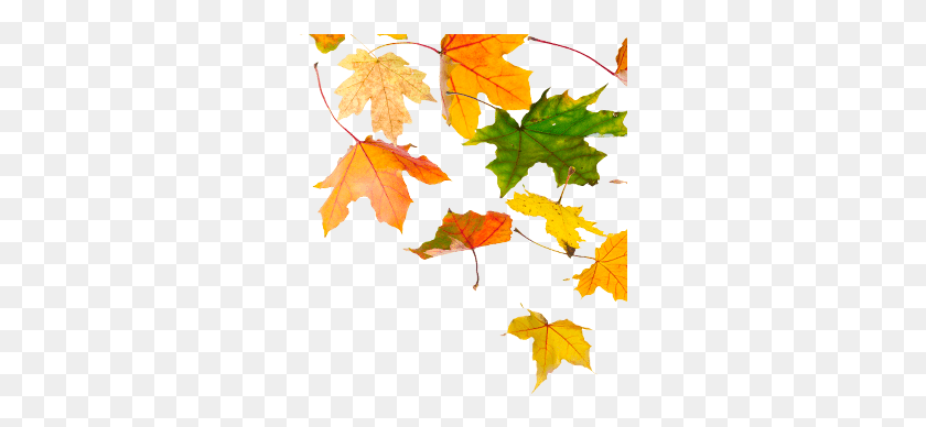 298x328 Leaves Fall Autum Maple Leaf, Leaf, Plant, Tree HD PNG Download