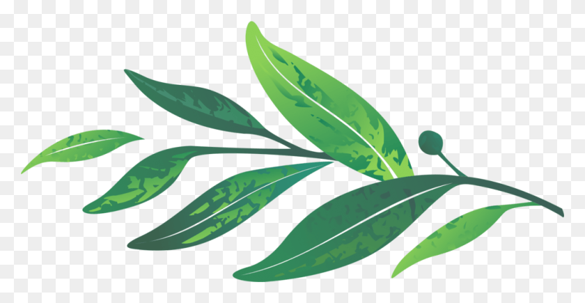 1000x481 Leaves Green Laurel Leaf, Plant, Herbal, Herbs HD PNG Download
