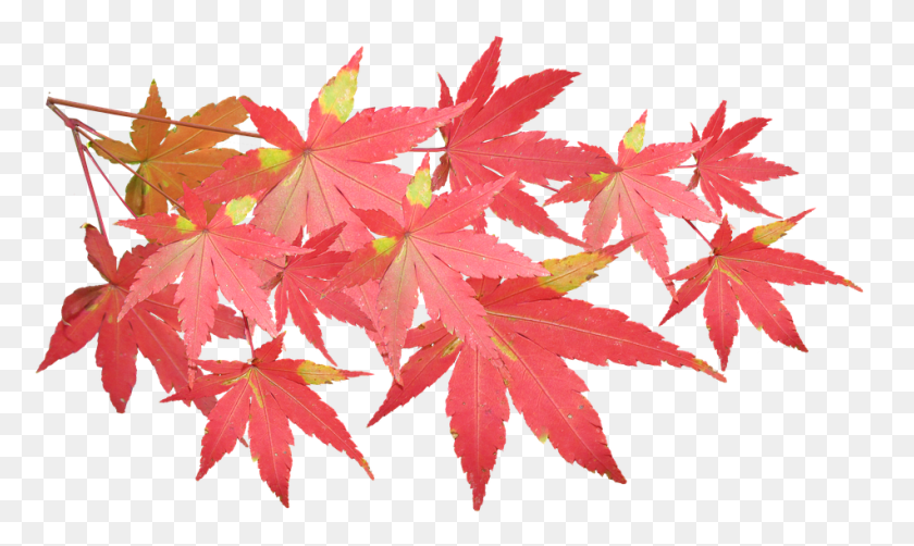 951x539 Листья Клена Ветка Осень Осень Природа Дерево Кленовый Лист Ветка, Лист, Растение, Медоносная Пчела Hd Png Скачать