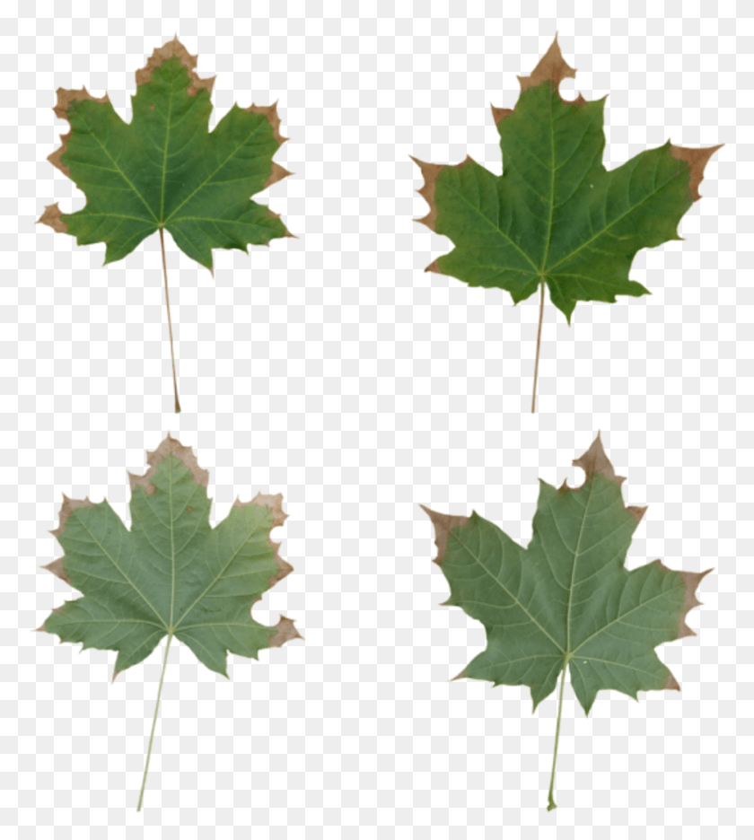 789x887 Leaves Maple Maple Leaf, Leaf, Plant, Tree HD PNG Download