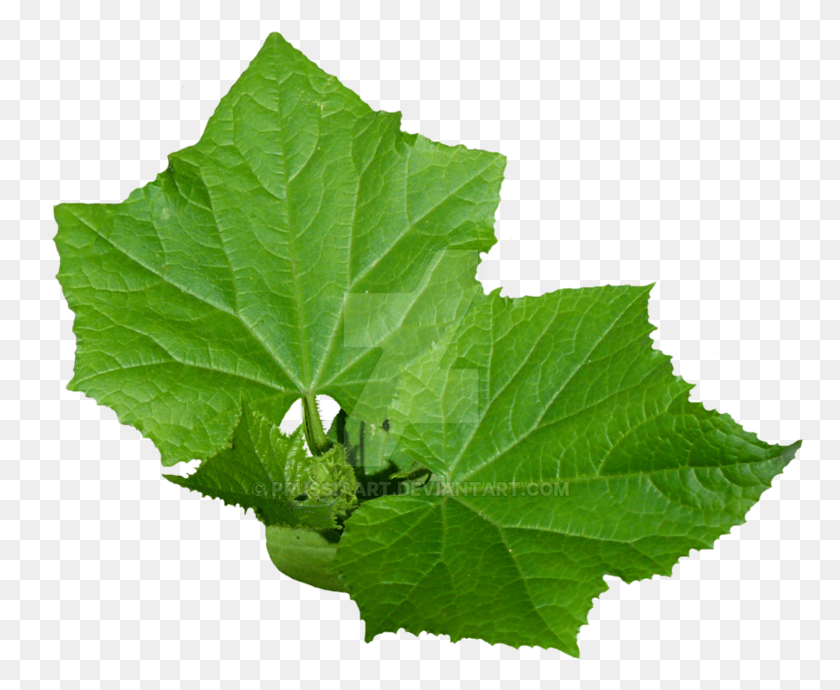 768x630 Leaves Of Cucumber On A Transparent Background Leaves With No Background, Leaf, Plant, Insect HD PNG Download