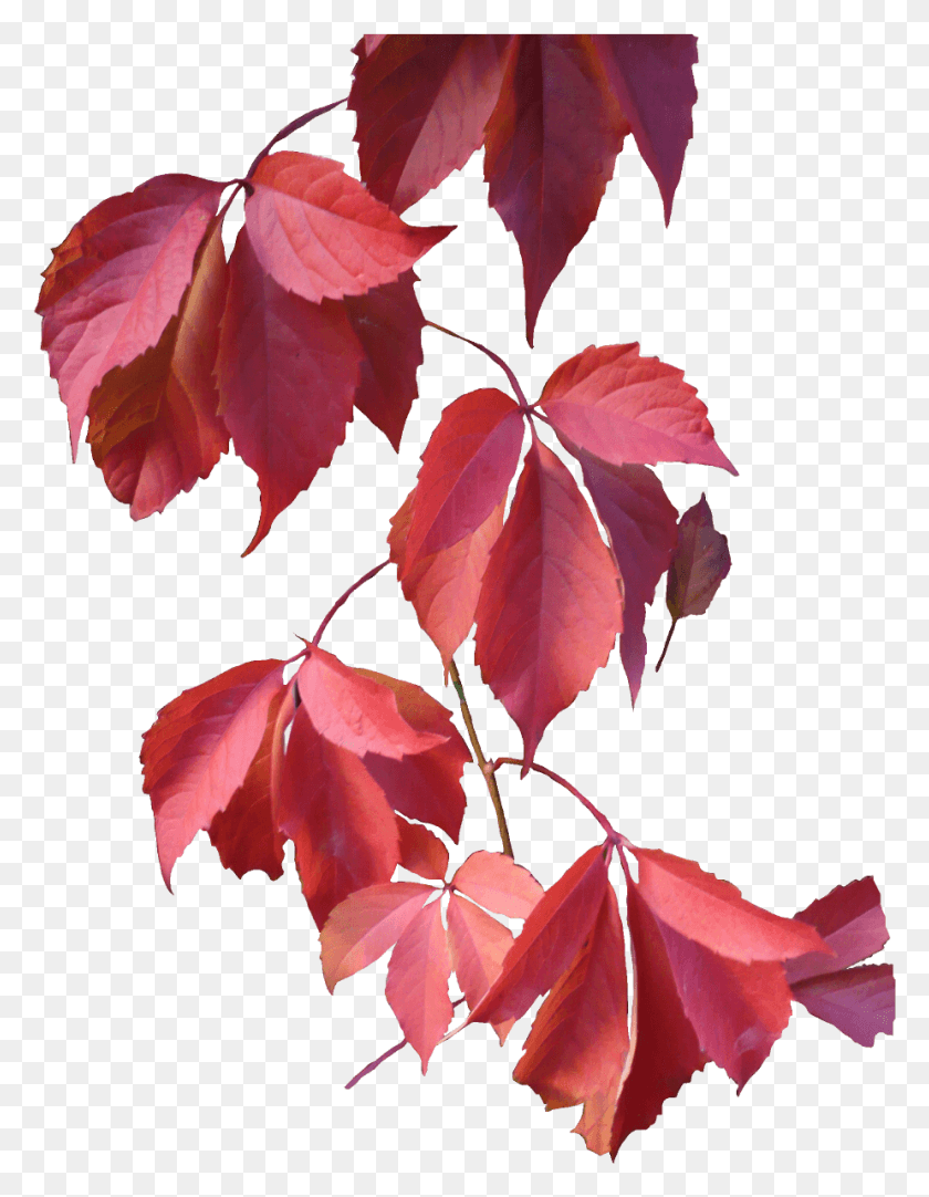 925x1213 Leaves Rose Autumn Leaves Pink, Leaf, Plant, Tree HD PNG Download