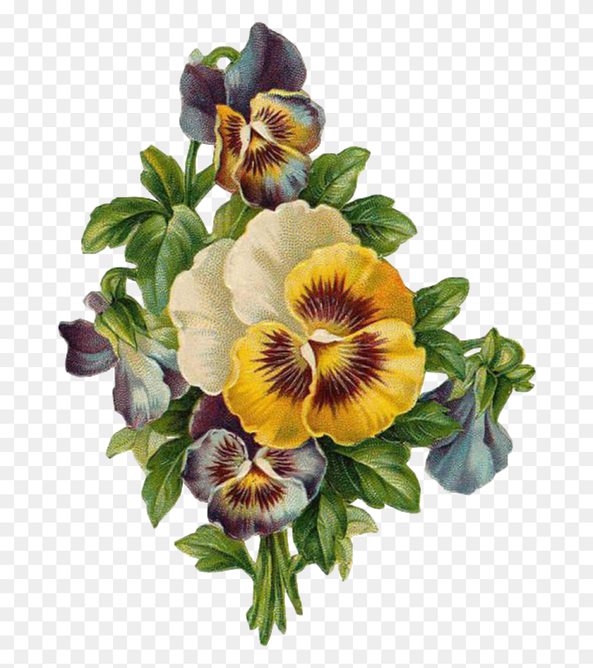 678x886 Листья Стикер Hoa Pansy Tranh V, Растение, Цветок, Цветение Hd Png Скачать