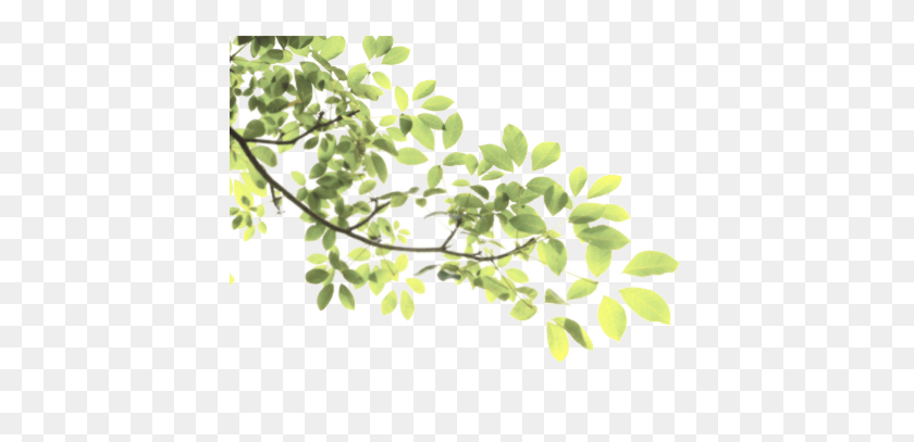 418x347 Leaves Tree Branch Sticke Nature Freetoedit Transparent Tree Leaves, Plant, Apiaceae, Flower HD PNG Download