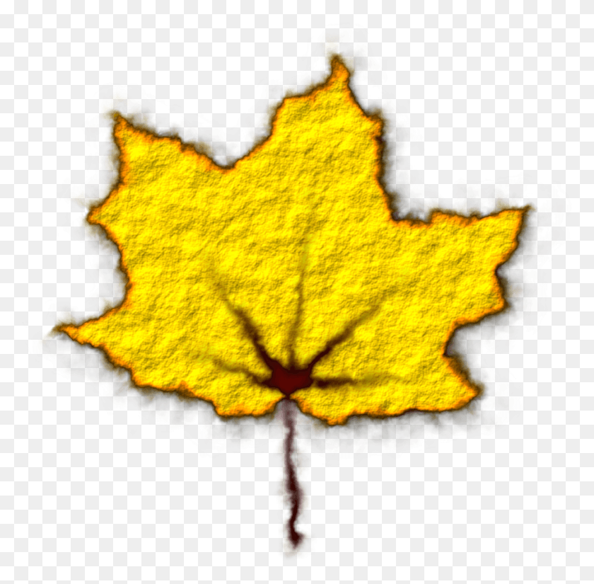 899x882 Leavescolorfulstill Life Maple Leaf, Leaf, Plant, Tree HD PNG Download