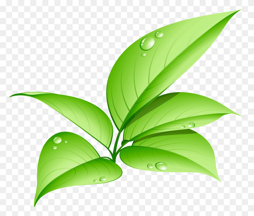 1973x1661 Светодиодные Фонари Экологически Чистые, Лист, Растение, Зеленый Hd Png Скачать