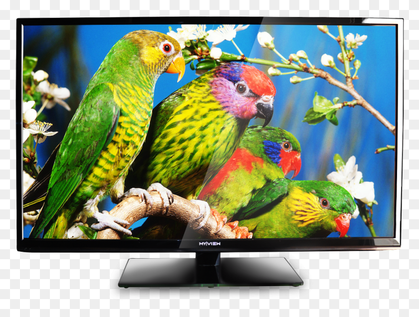 950x702 Descargar Png Televisión Led Tv Imágenes, Pájaro, Animal, Monitor Hd Png