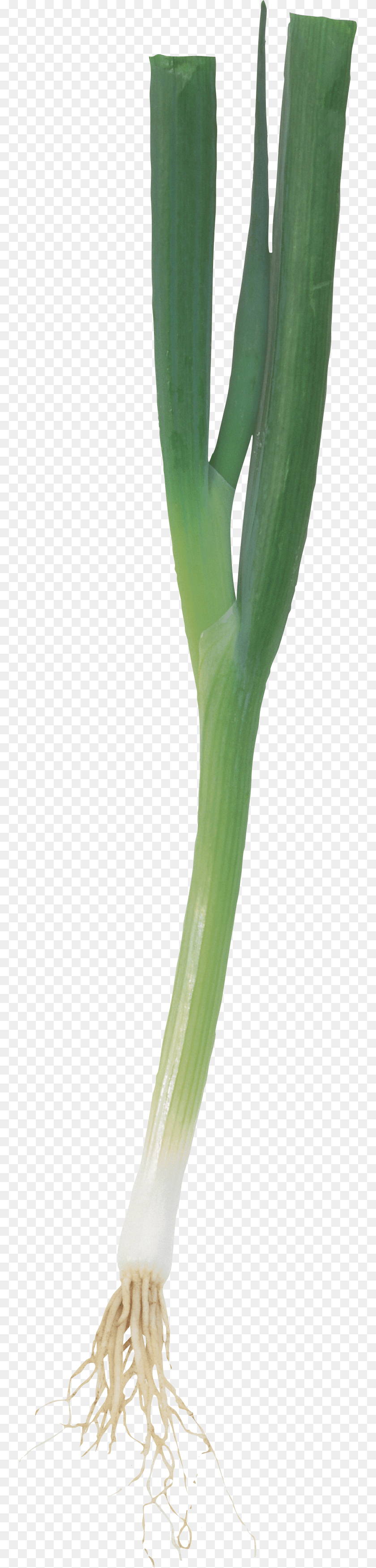 Leek, Food, Produce, Plant, Vegetable Clipart PNG