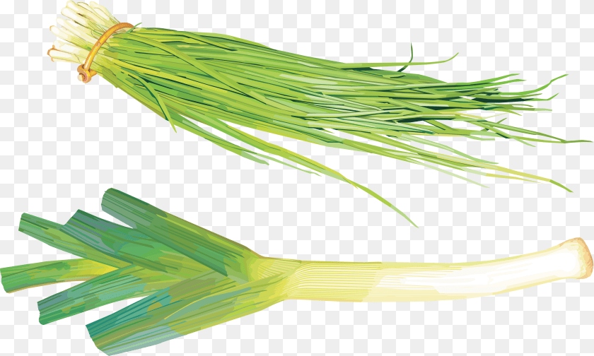 Leek, Food, Produce, Plant, Vegetable Transparent PNG