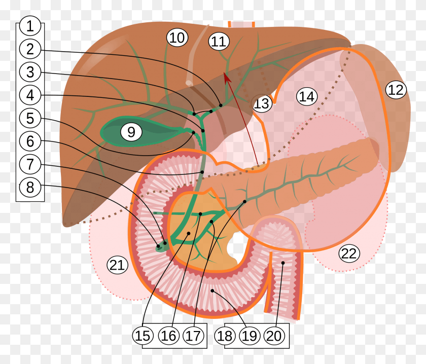 1888x1594 Left And Right Hepatic Ducts Ampulla Vateri, Diagram, Plot, Ear HD PNG Download