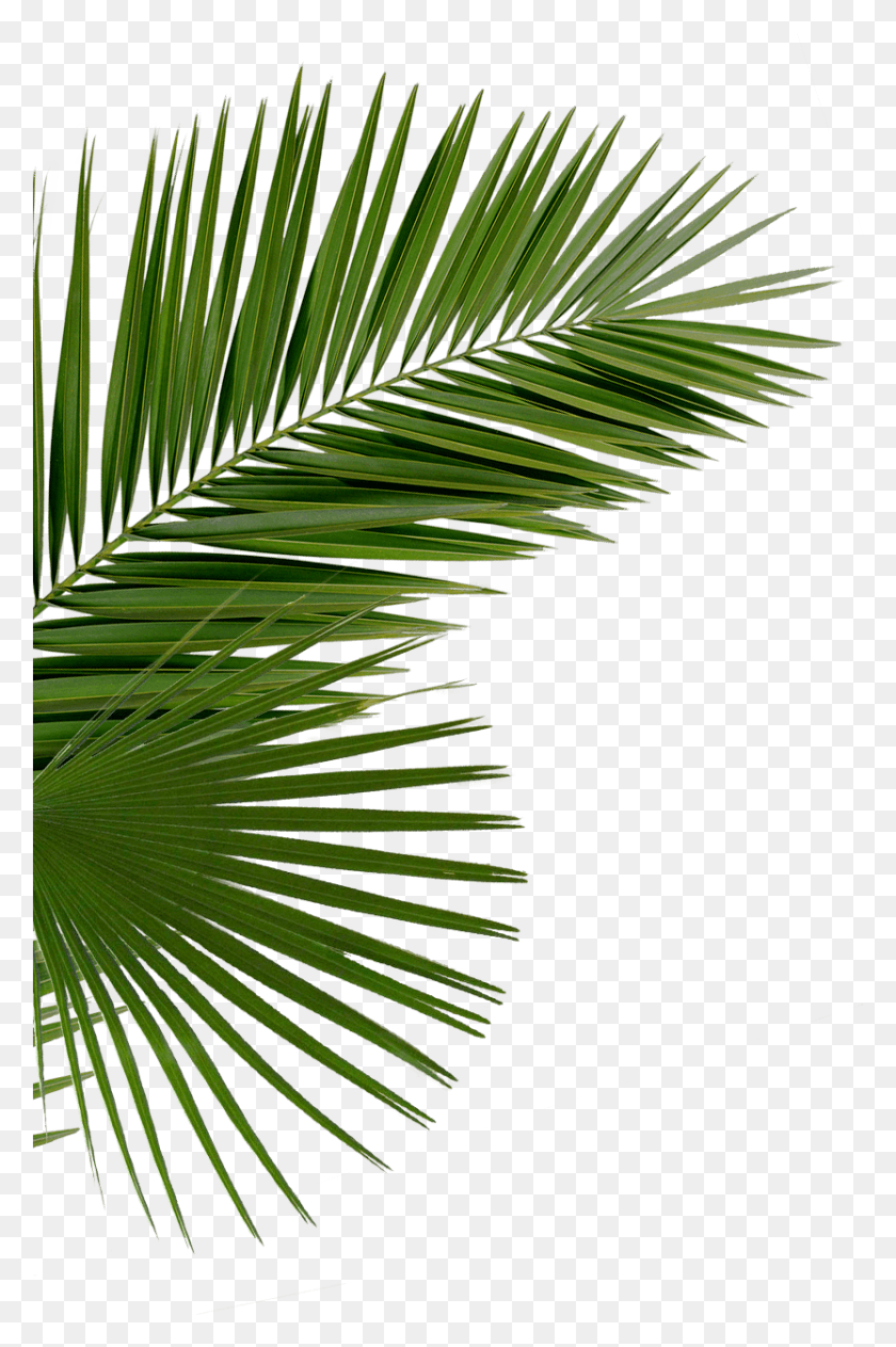 832x1284 Left Palms Clip Art, Leaf, Plant, Tree HD PNG Download