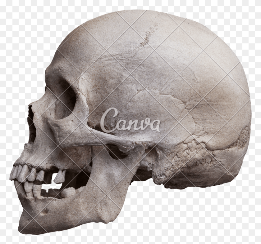 800x746 Left Side View Photos By Canva Purchase Human Skull Left Side, Skeleton, Helmet, Clothing HD PNG Download