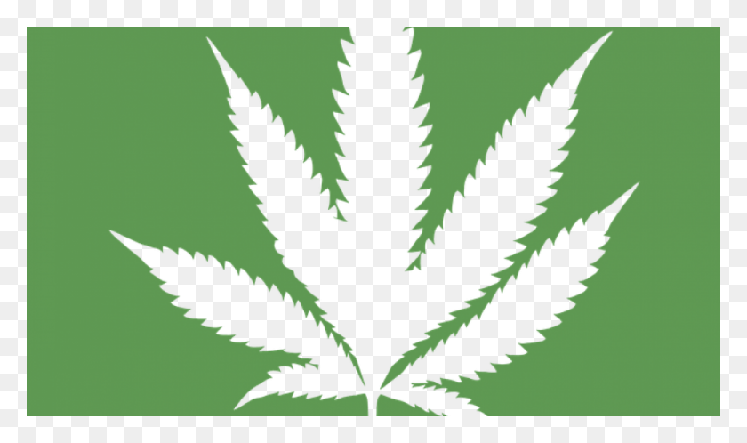 980x551 Legal Pot And The Impact On Sport Marijuana Leaf, Plant, Weed, Tree HD PNG Download
