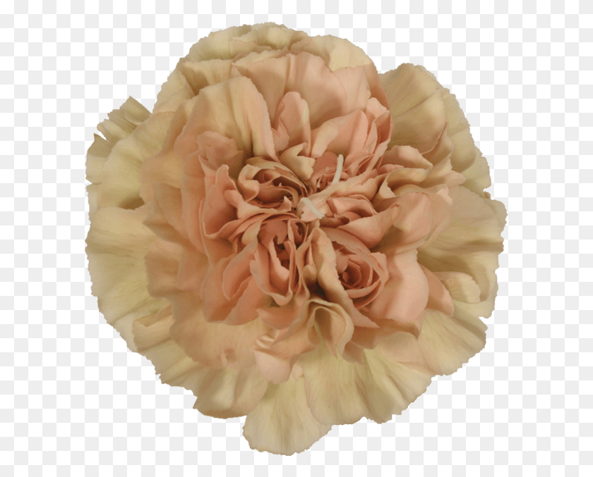 600x617 Lege Marone Nude Carnations Amazing Flowers Carnation, Plant, Rose, Flower HD PNG Download