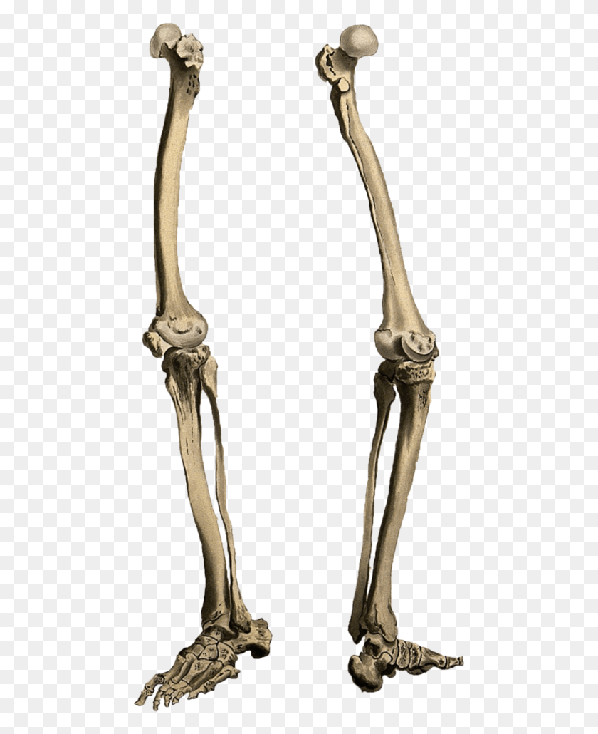 467x970 Ноги, Скелет, Рентген, Компьютерное Сканирование Png Скачать
