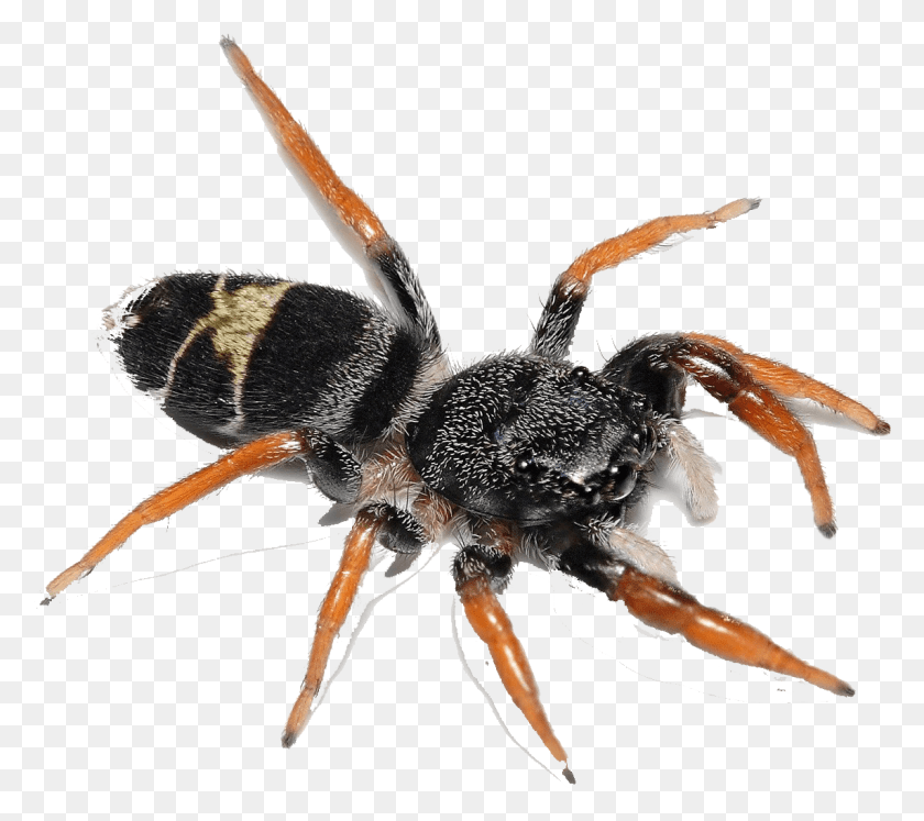 1143x1007 Leistus Rufomarginatus, Spider, Invertebrate, Animal HD PNG Download