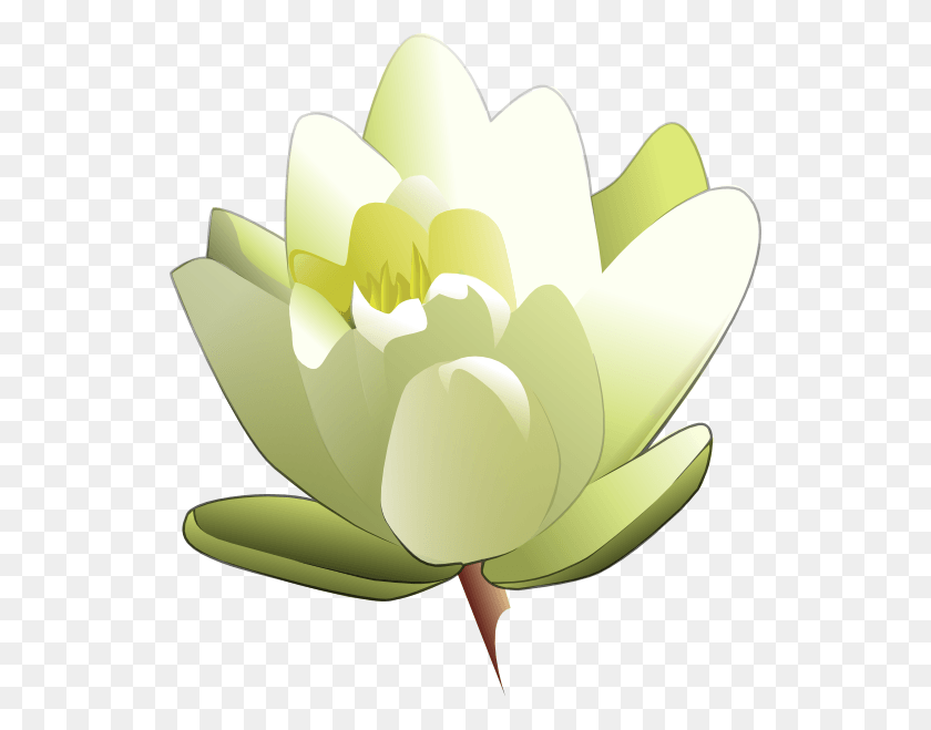 534x599 Leland Mcinnes Water Lily Svg Clip Arts 534 X 599 Px, Plant, Flower, Blossom HD PNG Download