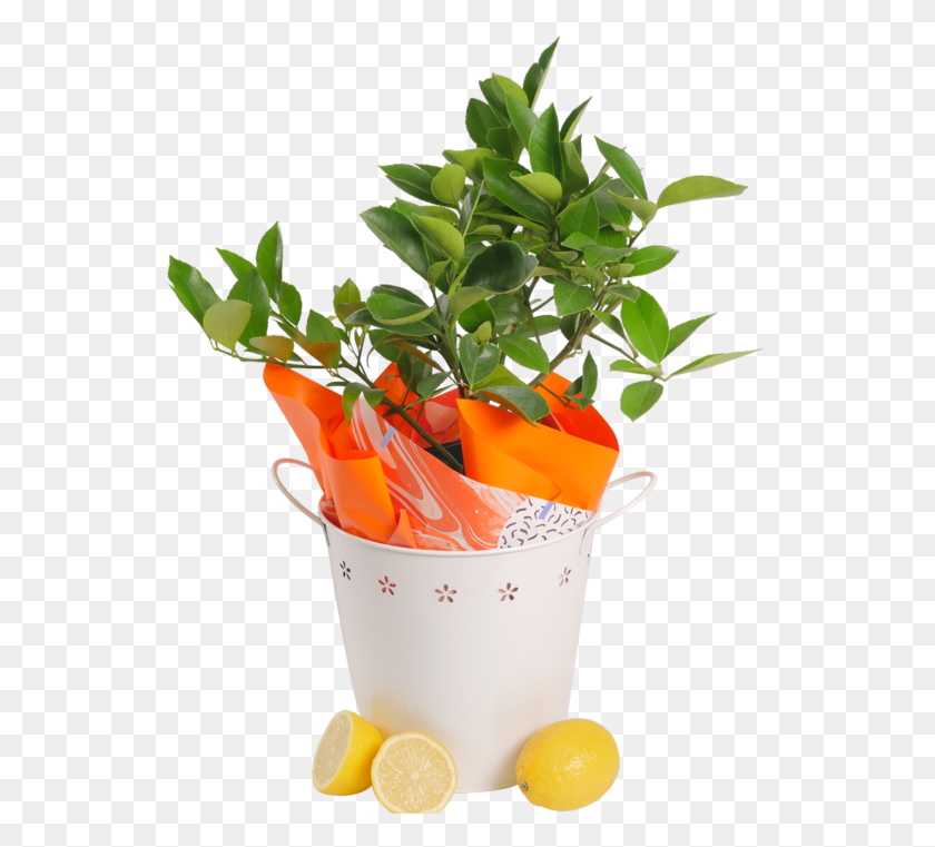 543x701 Lemon, Plant, Bucket, Pot HD PNG Download