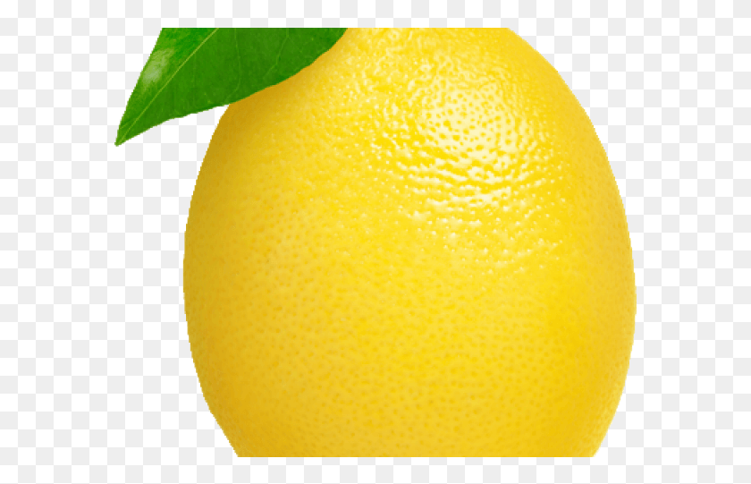 585x481 Лимонный Клипарт Лимон Валенсия Апельсин, Цитрусовые, Фрукты, Растение Hd Png Скачать