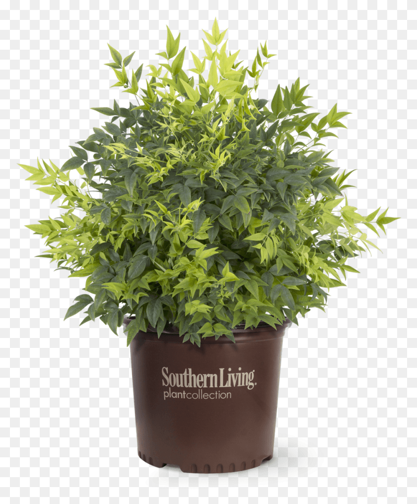 932x1141 Lemon Lime Nandina In Branded Pot Flowerpot, Plant, Potted Plant, Vase HD PNG Download