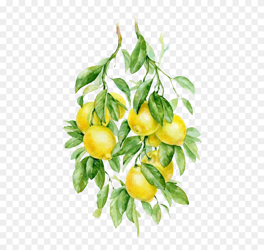 465x737 Lemon Transparent Image Amp Lemon Clipart Lemon Watercolor, Plant, Citrus Fruit, Fruit HD PNG Download