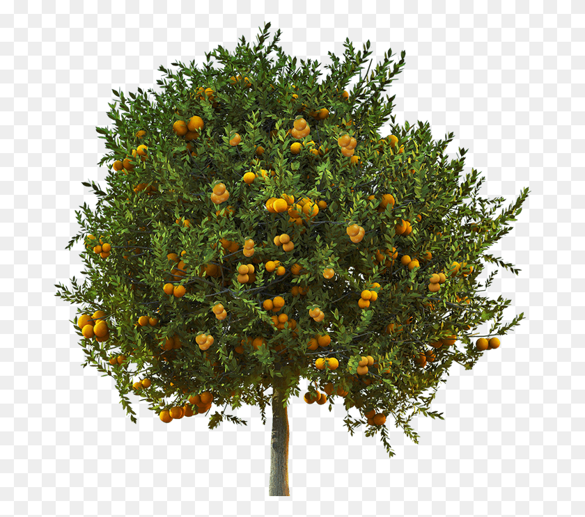 686x683 Lemon Tree Top Orange Tree Top View, Plant, Flower, Blossom Descargar Hd Png