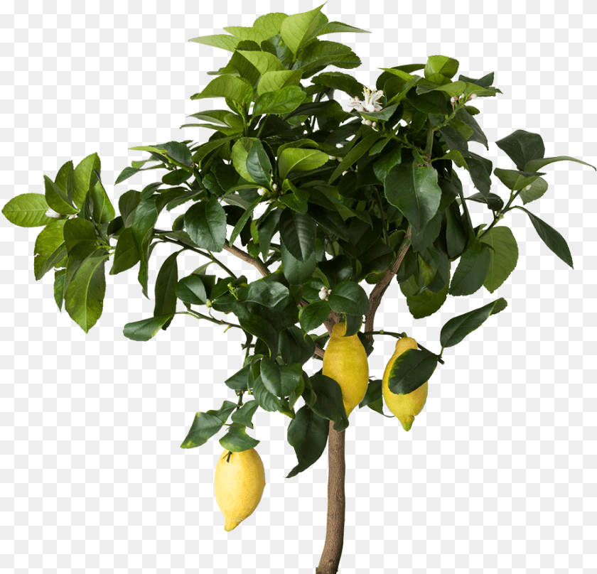 927x892 Lemon Tree Transparent Lemon Tree, Citrus Fruit, Food, Fruit, Leaf Clipart PNG