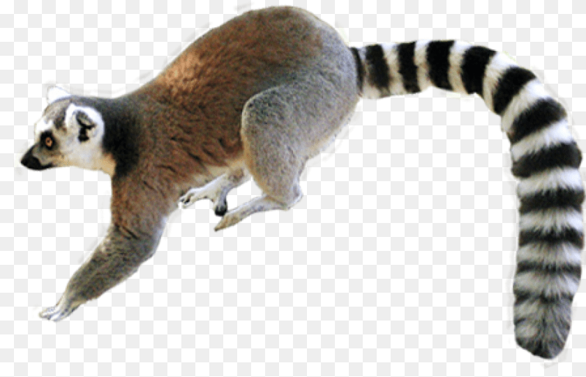 920x593 Lemur, Animal, Mammal, Wildlife, Cat PNG