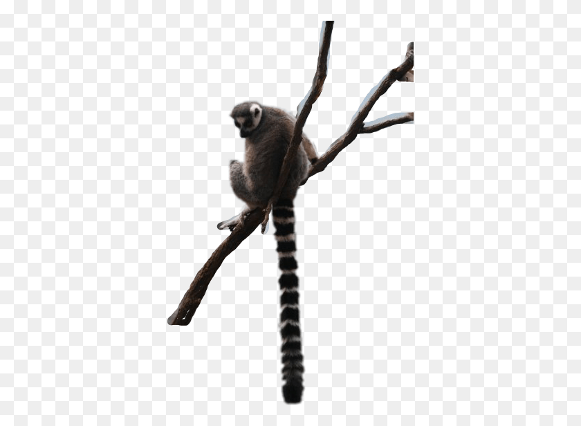 357x556 Lemur Sticker Sifaka, Animal, Wildlife, Mammal HD PNG Download