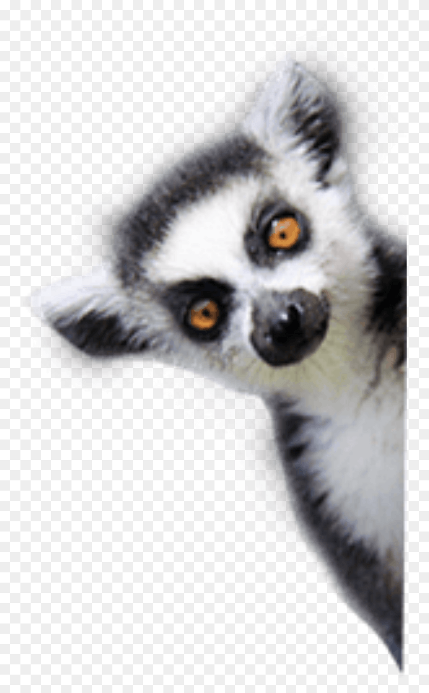 754x1296 Lemurs Lemur Transparent Background, Wildlife, Mammal, Animal HD PNG Download