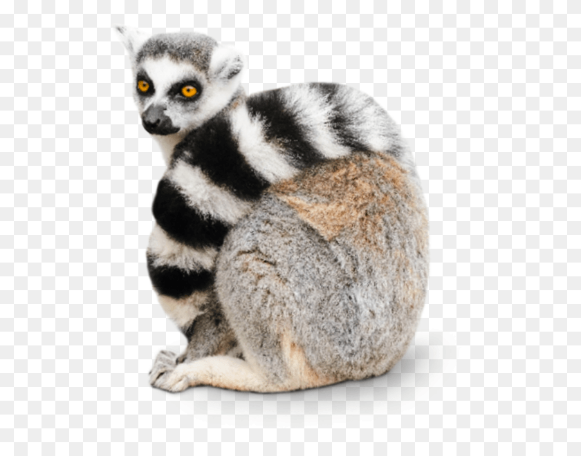 525x600 Lemur Png / La Vida Silvestre Hd Png