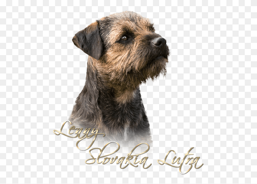 495x541 Lenny Border Terrier, Dog, Pet, Canine HD PNG Download