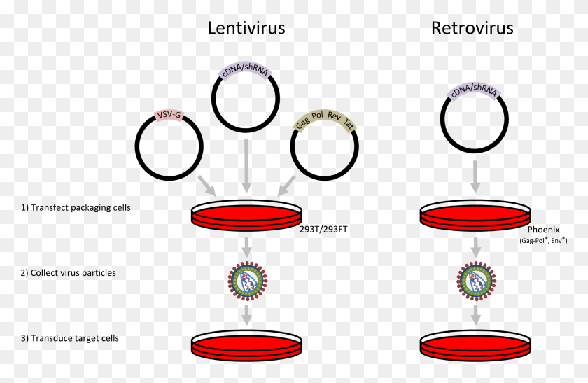 2764x1728 Lentivirus Vs Retrovirus, Plot, Diagram, Text HD PNG Download