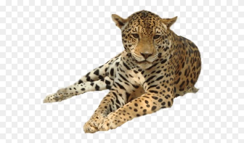 554x433 Leopard, Panther, Wildlife, Mammal HD PNG Download