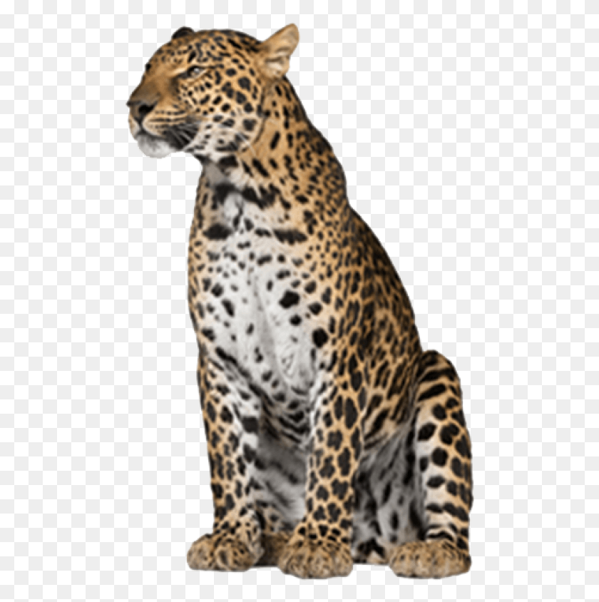 493x784 Leopard Free Leopard With No Background, Panther, Wildlife, Mammal HD PNG Download