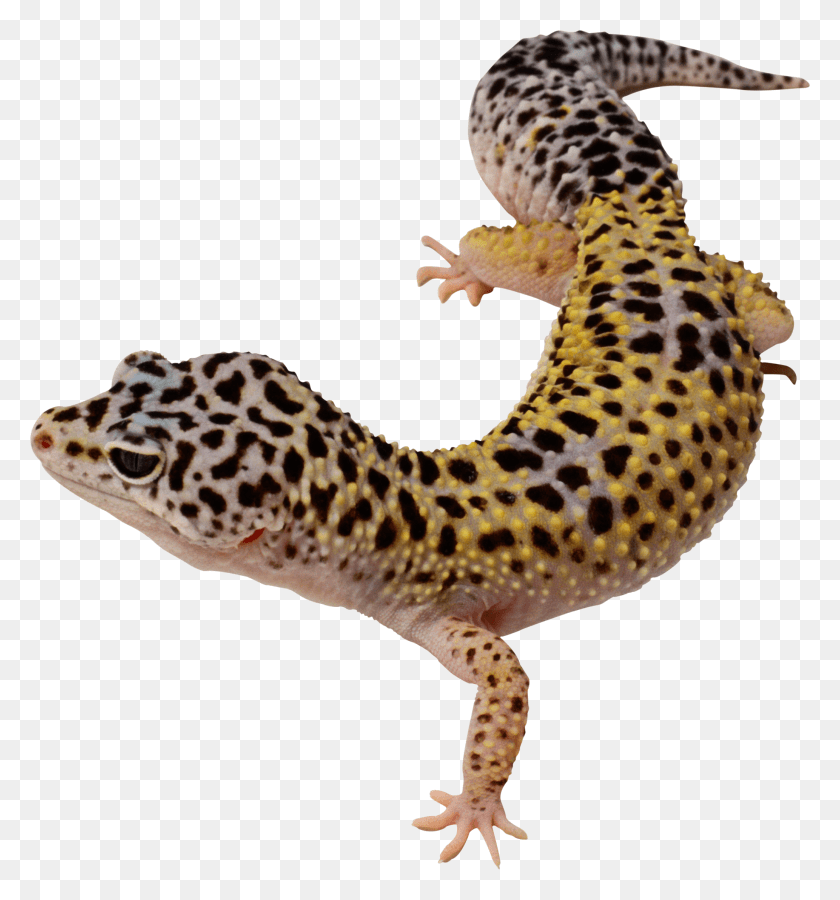 2066x2226 Lagarto, Lagarto, Reptil, Animal, Leopard Gecko Hd Png