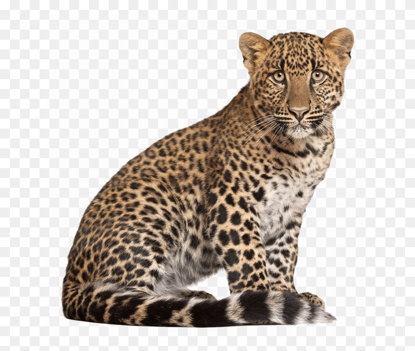 650x650 Leopard Image Background Sitting Leopard, Panther, Wildlife, Mammal HD PNG Download