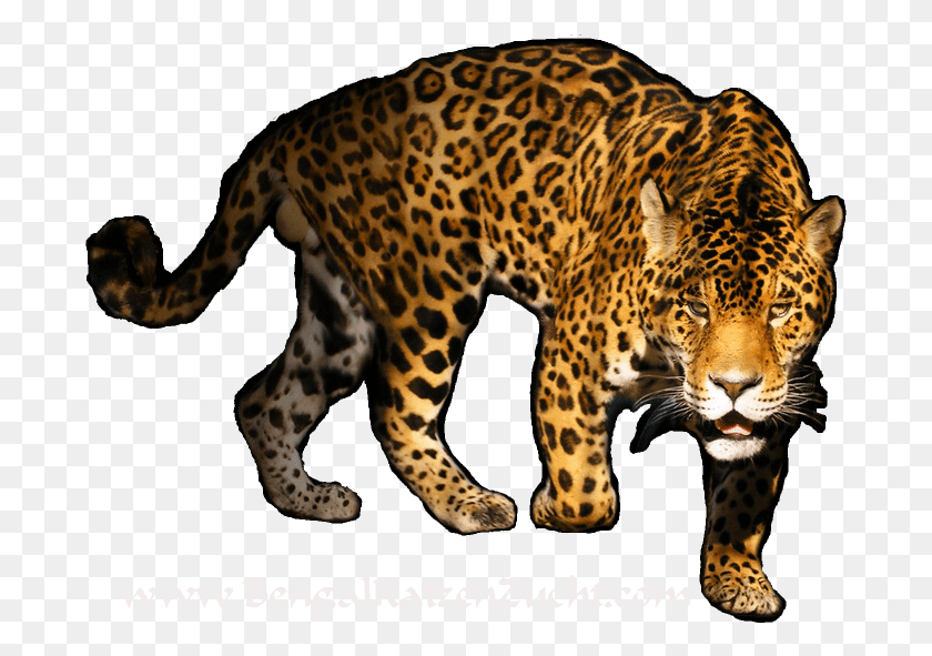 687x531 Леопард Png Изображения