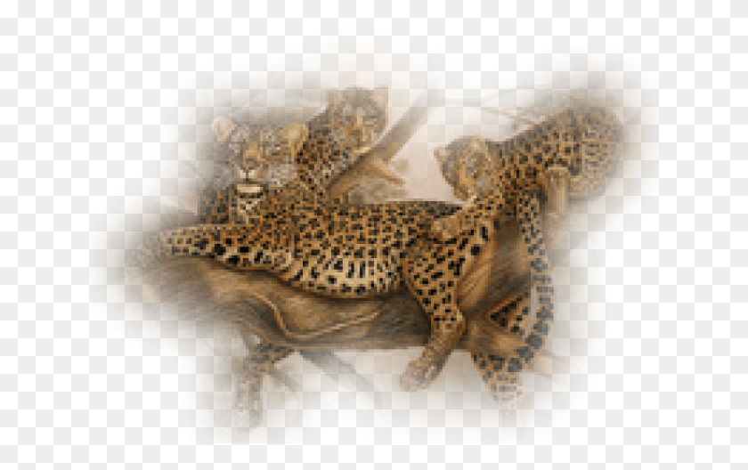 641x468 Leopard Transparent Images Lizard, Mammal, Animal, Wildlife HD PNG Download