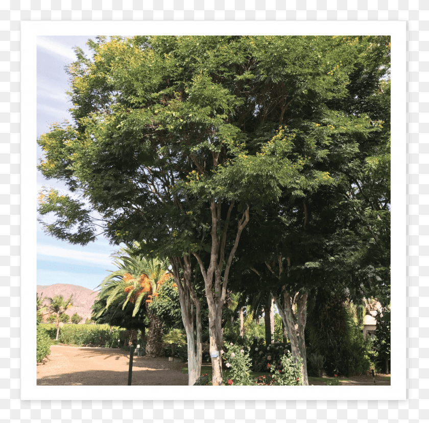 1451x1428 Дерево Леопарда Или Бразильское Железное Дерево Мексиканский Пиньон, Растение, На Открытом Воздухе, Сад Png Скачать