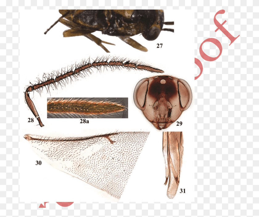 716x644 Leptomastix Epona Male Locust, Insect, Invertebrate, Animal HD PNG Download